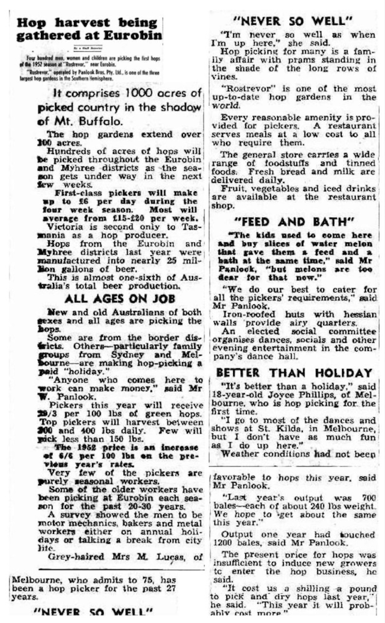 Two connected black-and-white newspaper clippings from the Border Morning Mail dated 6 March 1952. The headline reads “Hop harvest being gathered at Eurobin,” with a smaller subheading noting that 500 men, women, and children are picking the first hops of the season at “Rostrevor,” operated by Panlook Bros. Pty. Ltd. The article describes the 1000 acres of hop gardens in the Eurobin and Myrhee districts, wages for pickers, the variety of workers involved, and the economic importance of hops to Victoria. Quotes from Mr. W. Panlook, Mrs. M. Lucas, and pickers such as Joyce Phillips highlight the work, amenities, and social life during the harvest. Details are given about picking rates, drying processes, and the cost of starting a hop garden, along with notes on seasonal yields and market conditions.
